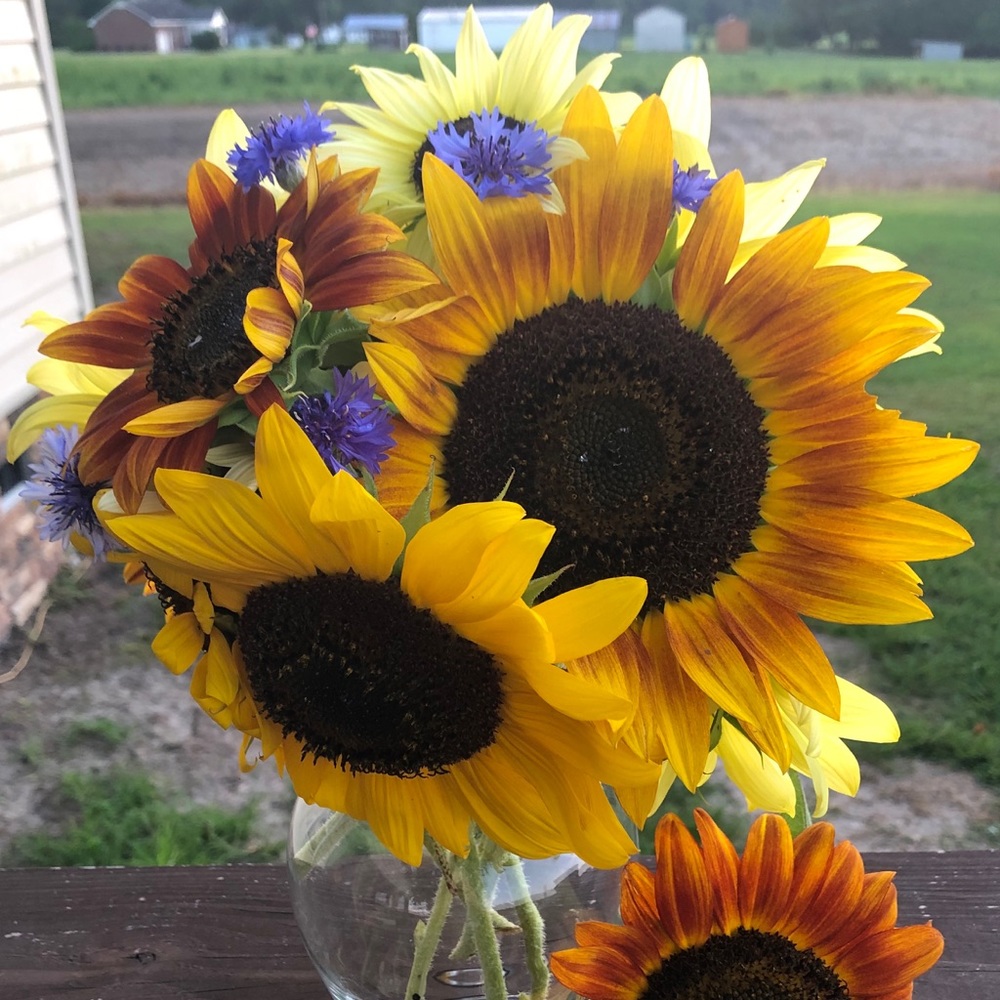 Meet your Posher, Karie